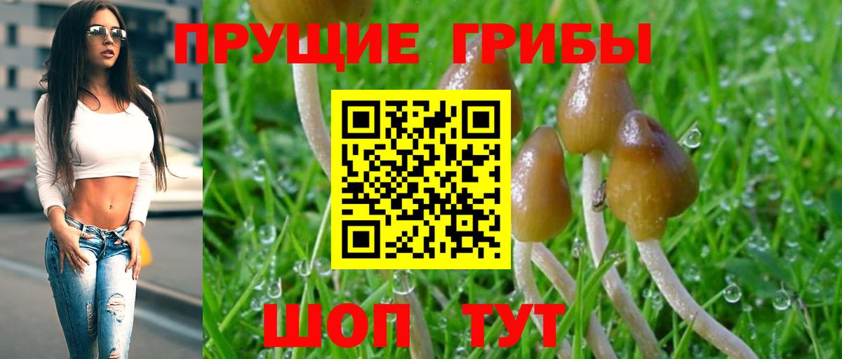 Зима  Псилоцибиновые грибы Cubensis  где найти   Вход с VPN 