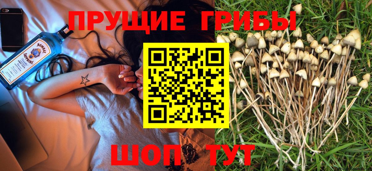 Псилоцибиновые грибы Psilocybine cubensis Зима